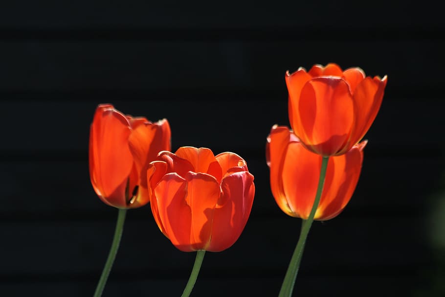 quatro, vermelho, pintura de flores, flores, tulipas, tulipas vermelhas, tulipas vermelhas alaranjadas, tulipas alaranjadas, flor, natureza