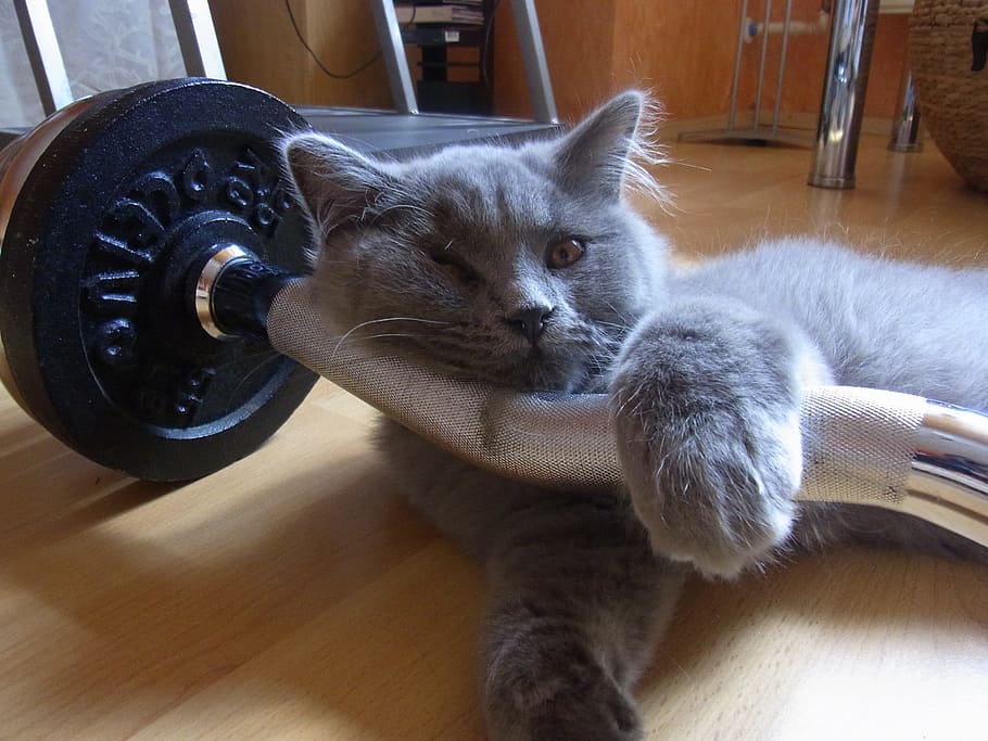 gray, short-coated cat, silver barbell, cat, training, adidas, domestic cat, animal, cat gewichttraining, dumbbell