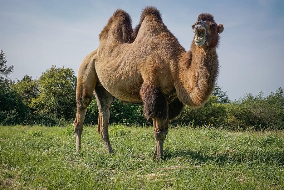 camello, camellos bactrianos salvajes, circo animal, prado, hierba, polonia, Planta, temas de animales, animal, mamífero