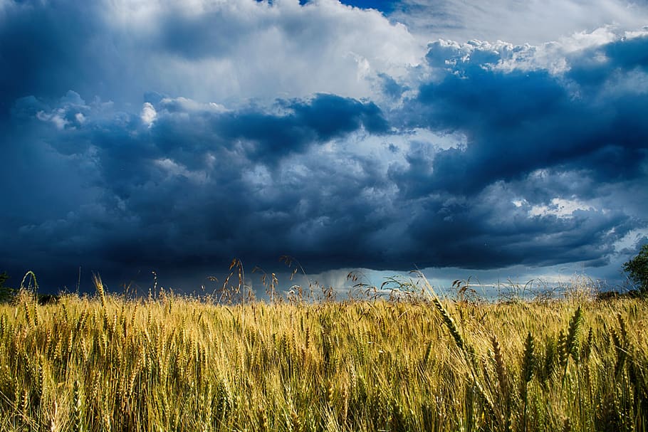 harvest, field, sky, storm, clouds, landscape, nature, agriculture, rural, wheat