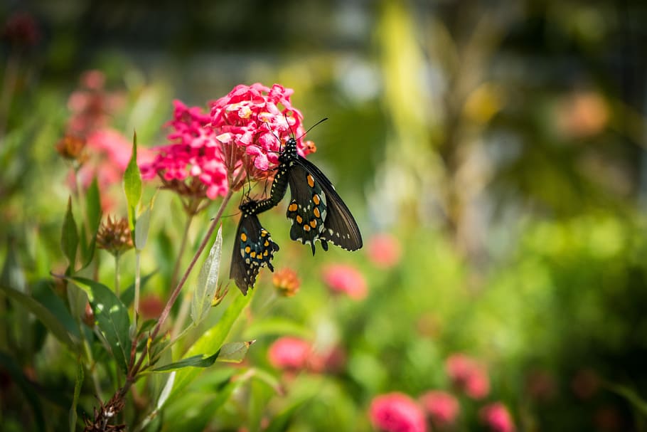 two butterflies, mating, pink flower, green, garden, nature, outdoor, flower, flowering plant, plant
