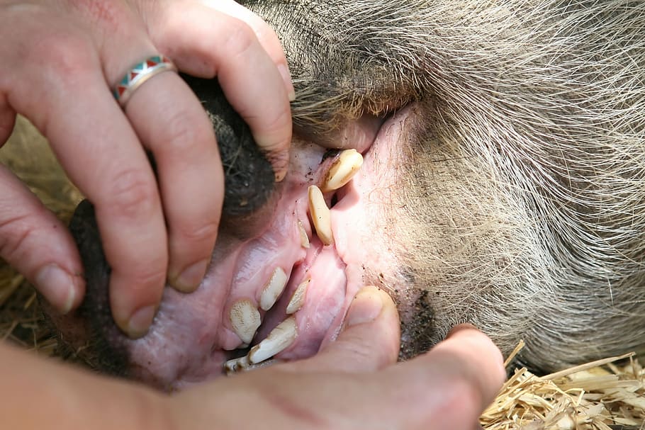 animal, bacon, big, boar, care, clean, cute, dentist, dentistry, dirty