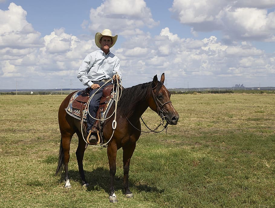 man, riding, horse, cowboy, quarter horse, trainer, ranch, western, hat, animal