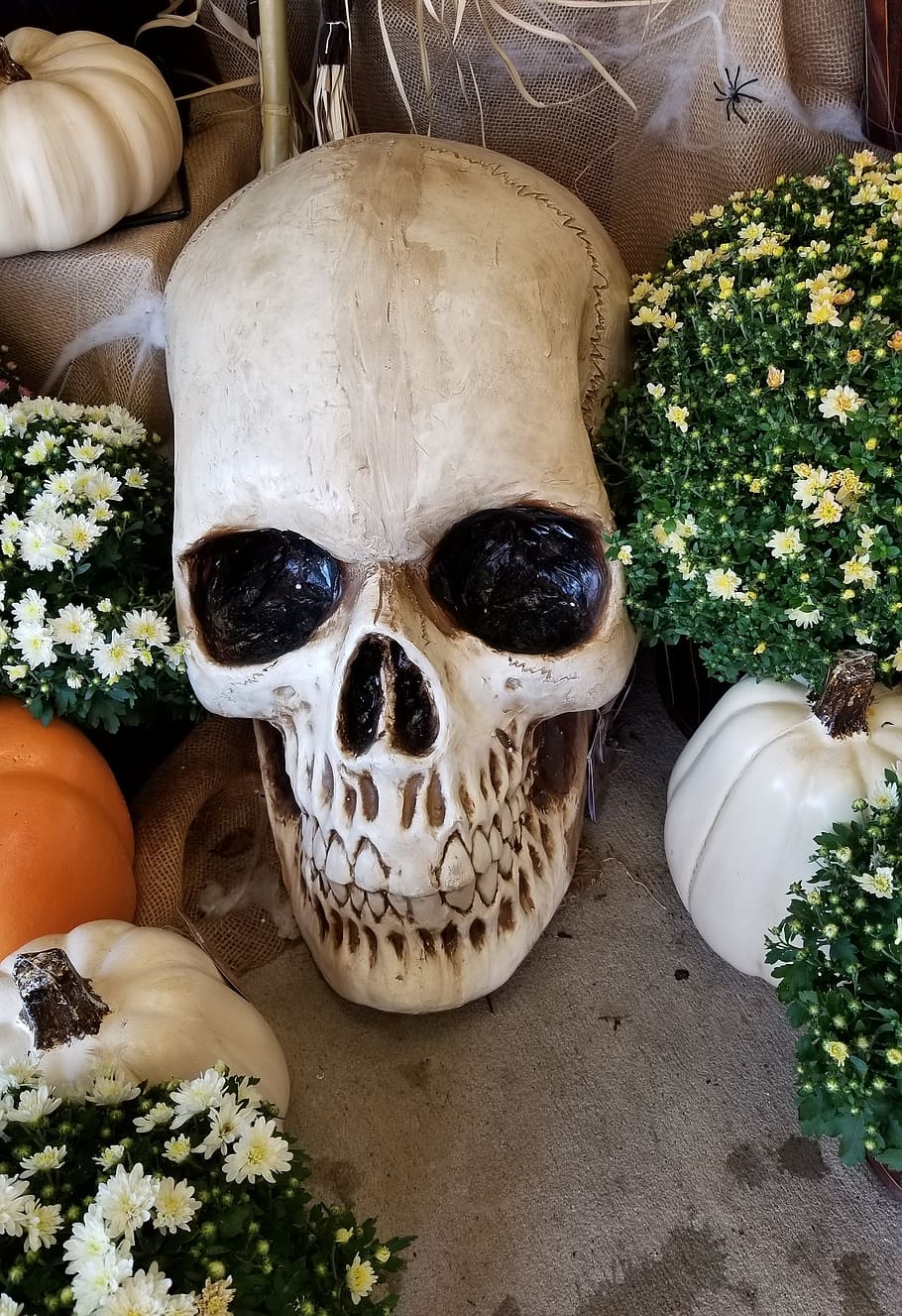 skull, skeleton, head, bones, autumn, halloween, pumpkins, mums, flowers, decoration