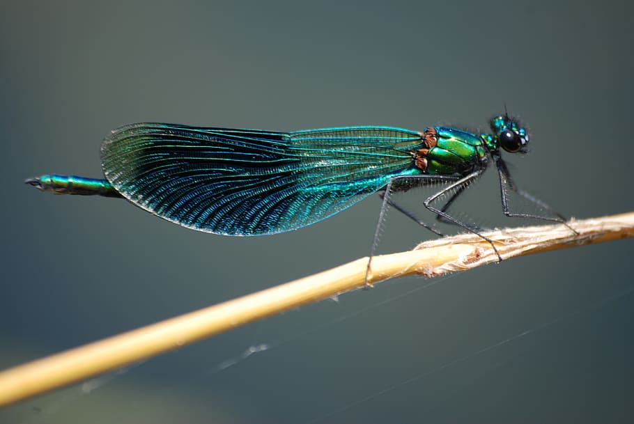 selective, focus photography, green, damselfly, perched, brown, stem, damsel fly, banded demoiselle, insect