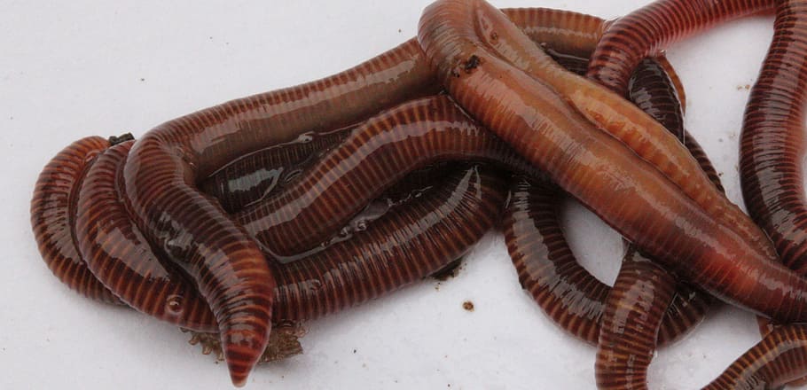 worms, garden, compost, lure, nature, soil, earth, dirt, slimy, crawling