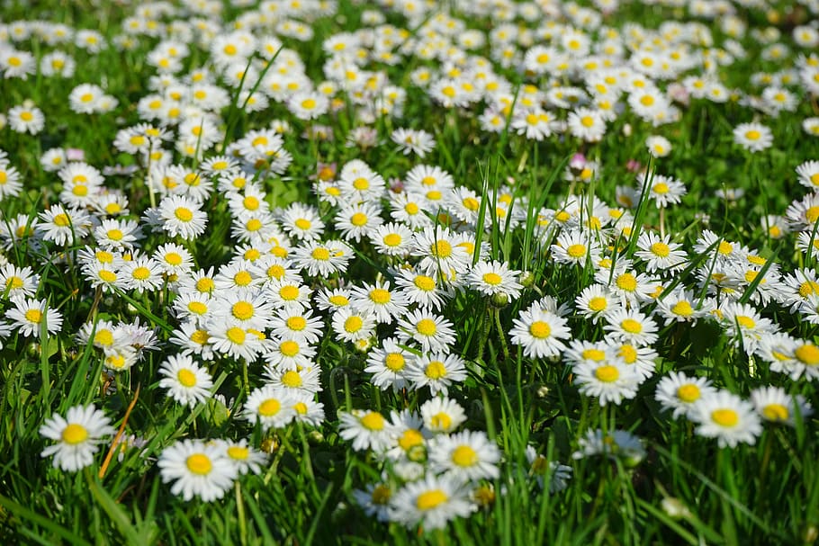yellow-and-white flowers, daisy, flower, blossom, bloom, white, bellis philosophy, multiannual daisy, tausendschön, monatsroeserl