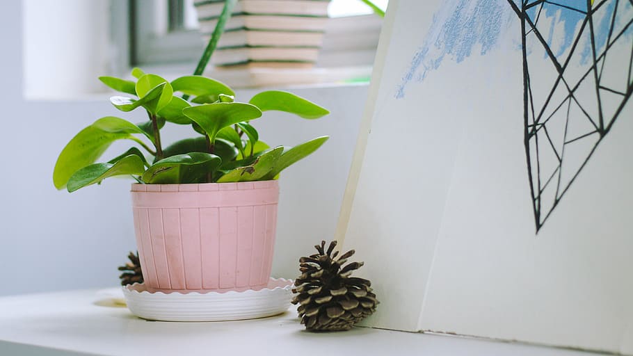 green, plant, pink, pot, table, indoor, potted plants, desktop, flower Pot, green color