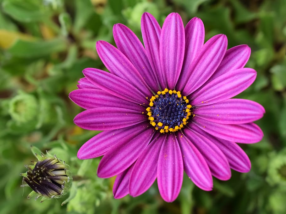 flor violeta, margarita africana, osteospermum, jardín, primavera, planta, púrpura, naturaleza, floración, floreciente