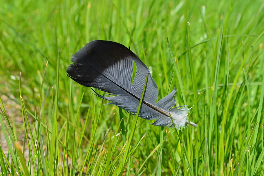 wingtip toys, grass, nature, green grass, pen, plant, green color, animal themes, animal, field