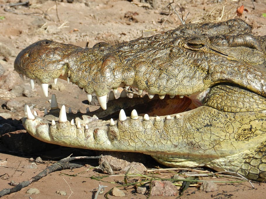 Botswana, Crocodile, Chobe, Afrika, gigi, safari, satu hewan, satwa liar, ancaman, reptil