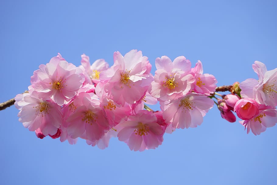 ピンクの桜, 日本の桜の木, 花, ピンク, 枝, 日本の開花桜, 観賞用桜, 日本の桜, 桜, 木