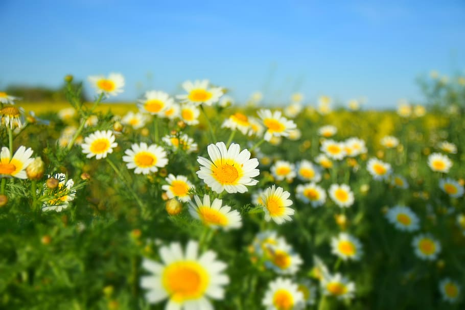 Margarita, Bunga, Musim Semi, Warna, serbuk sari, bunga kuning, alam, musim panas, daisy, padang rumput