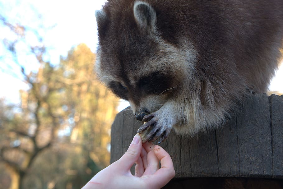 raccoon, feeding, hand, tree, fur, cute, wild, forest, furry, animal