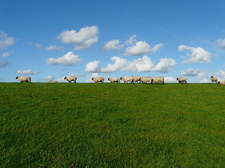 kawanan, domba, hijau, bidang rumput, kawanan domba, seri, berdiri di, langit, awan, padang rumput