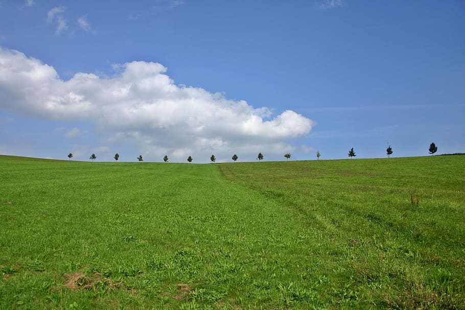 hill, trees, landscape, row of trees, series, sky, cloud, green, wide, nature