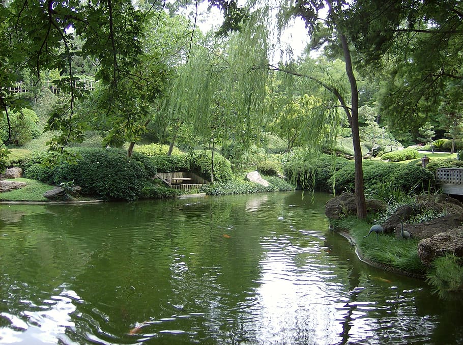 estanque, jardines botánicos, fort worth, texas, verde, botánico, jardín, parque, naturaleza, paisaje