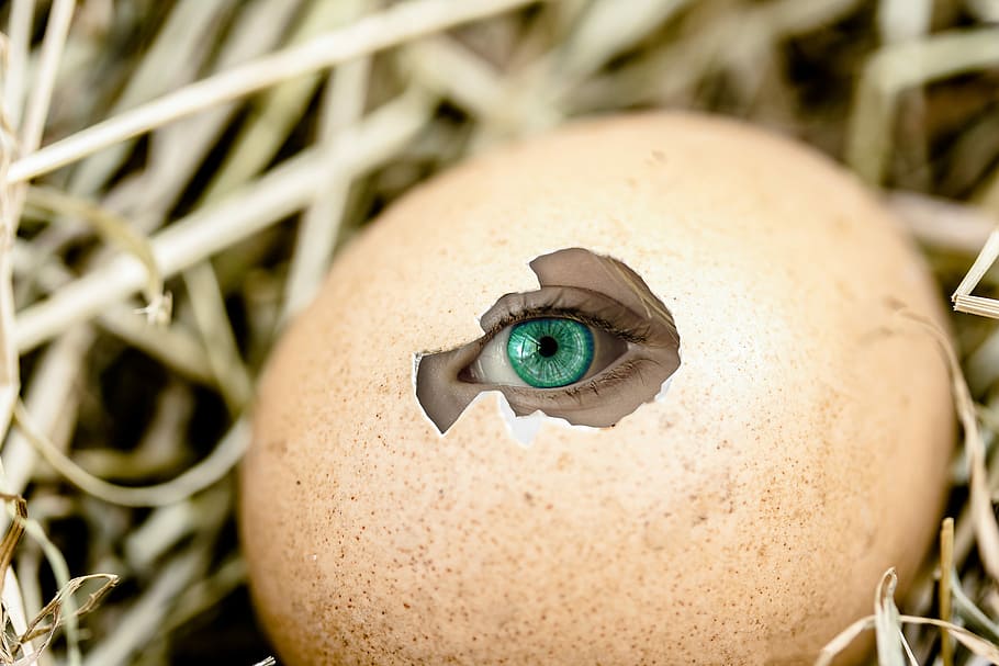 teal eye, peeping, cracked, brown, nest, Egg, Eye, Emergence, Hole, by looking