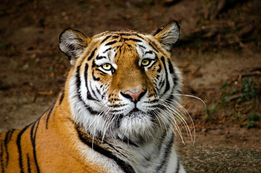 close-up, tiger, ground, head, portrait, eyes, predator, carnivores, cat, close
