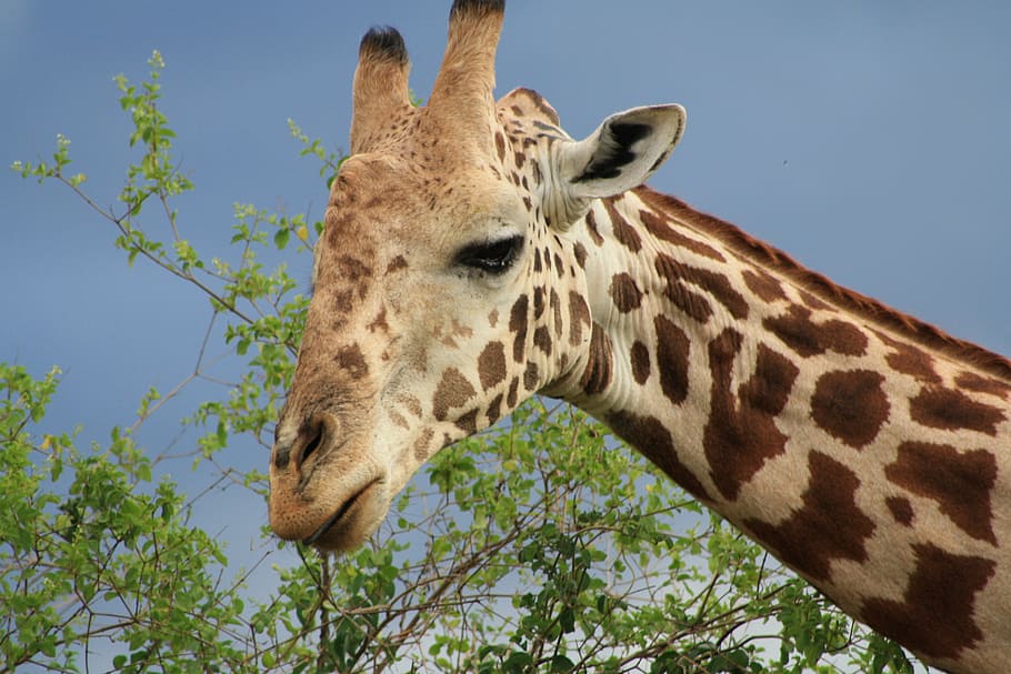 giraffe, africa, safari, kenya, national park, animal wildlife, animal, animal themes, one animal, mammal