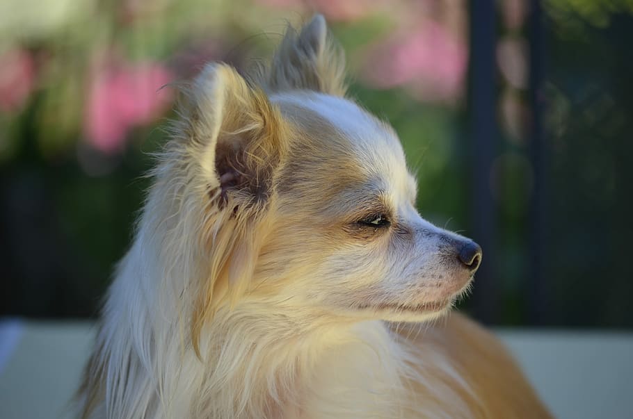 selective, focus photography, tan, white, pomeranian, Dog, Chihuahua, Side View, Animals, nature