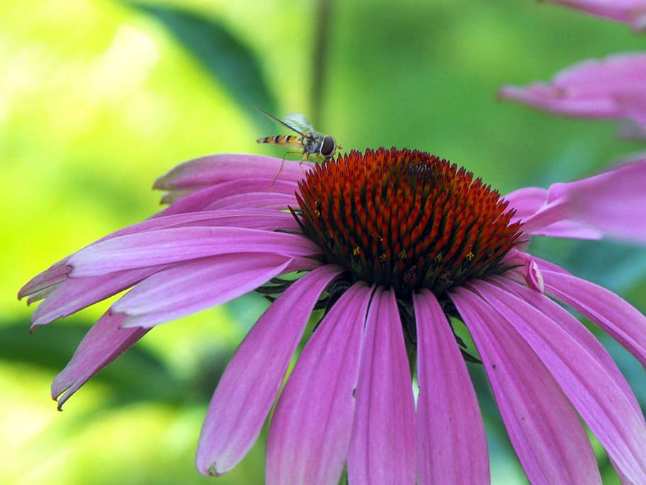 Echinacea, Insects, Opeľ, Pollination, flower, fragility, eastern purple coneflower, purple, one animal, coneflower