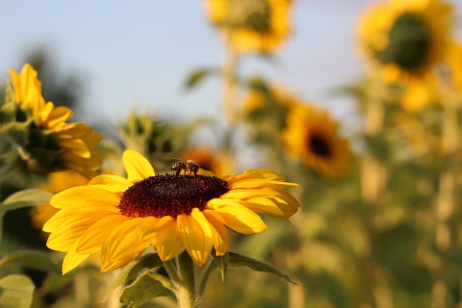 sunflower, golden hour, sunflower field, yellow flowers, sunflowers, summer, bee, yellow, insect, types of die