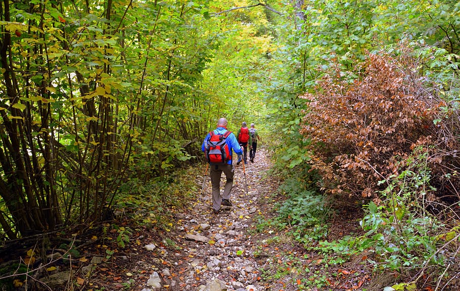excursion, forest, autumn, trail, walking with sticks, mountain, the european path, e5, lessinia, italy