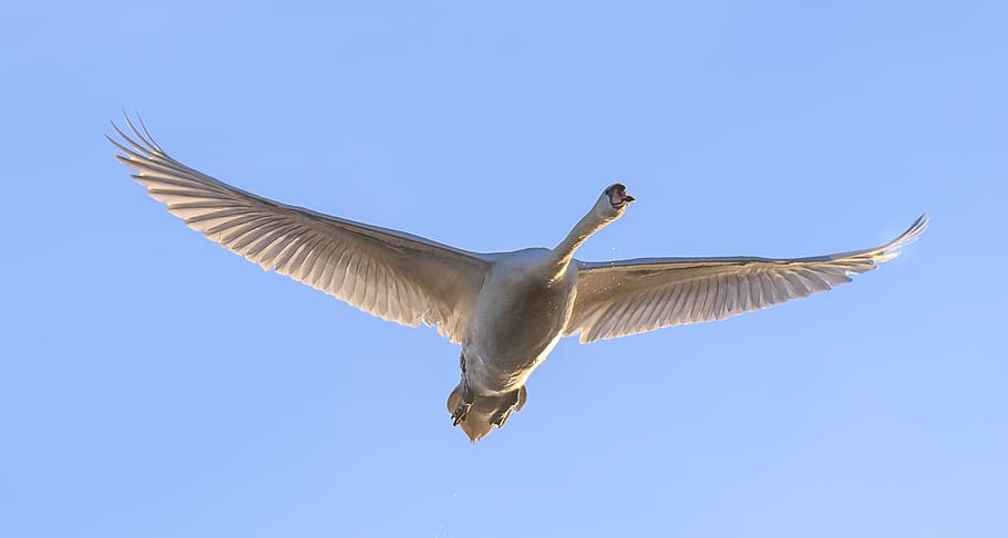 spring lake, swan, nature, nature conservation, nature reserve, mute swan, wetland, flight, sky, swing