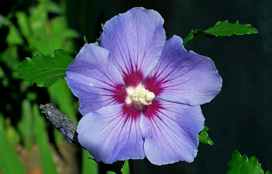 hibiscus, flower, bar, hibiscus syriacus, garden, plant, summer, nature, blooming, the petals
