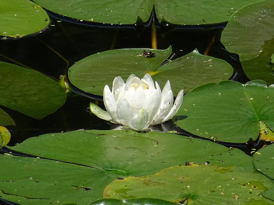 green, white, water lily, nature, plants, flowers, leaves, garden, flora, summer