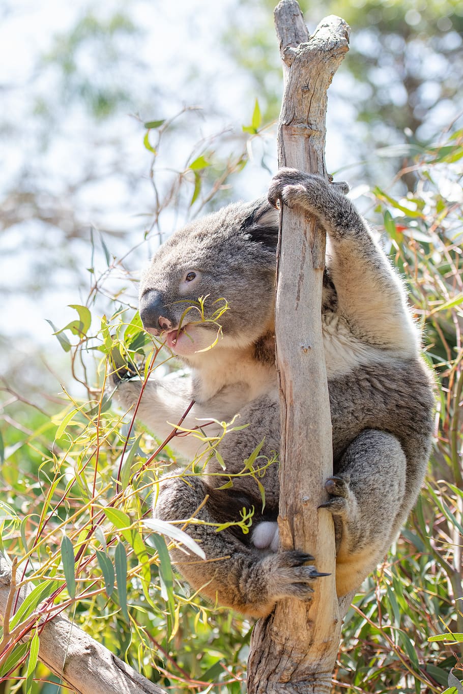 koala, marsupial, herbivore, arboreal, wildlife, australian, australia, animal, cute, nature