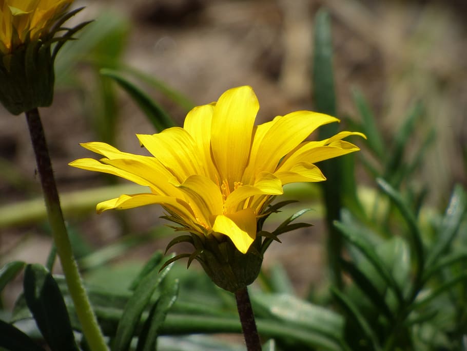 花 黄色の花 花びら 黄色 自然 植物 美しさ がく片 ガザニア Pxfuel