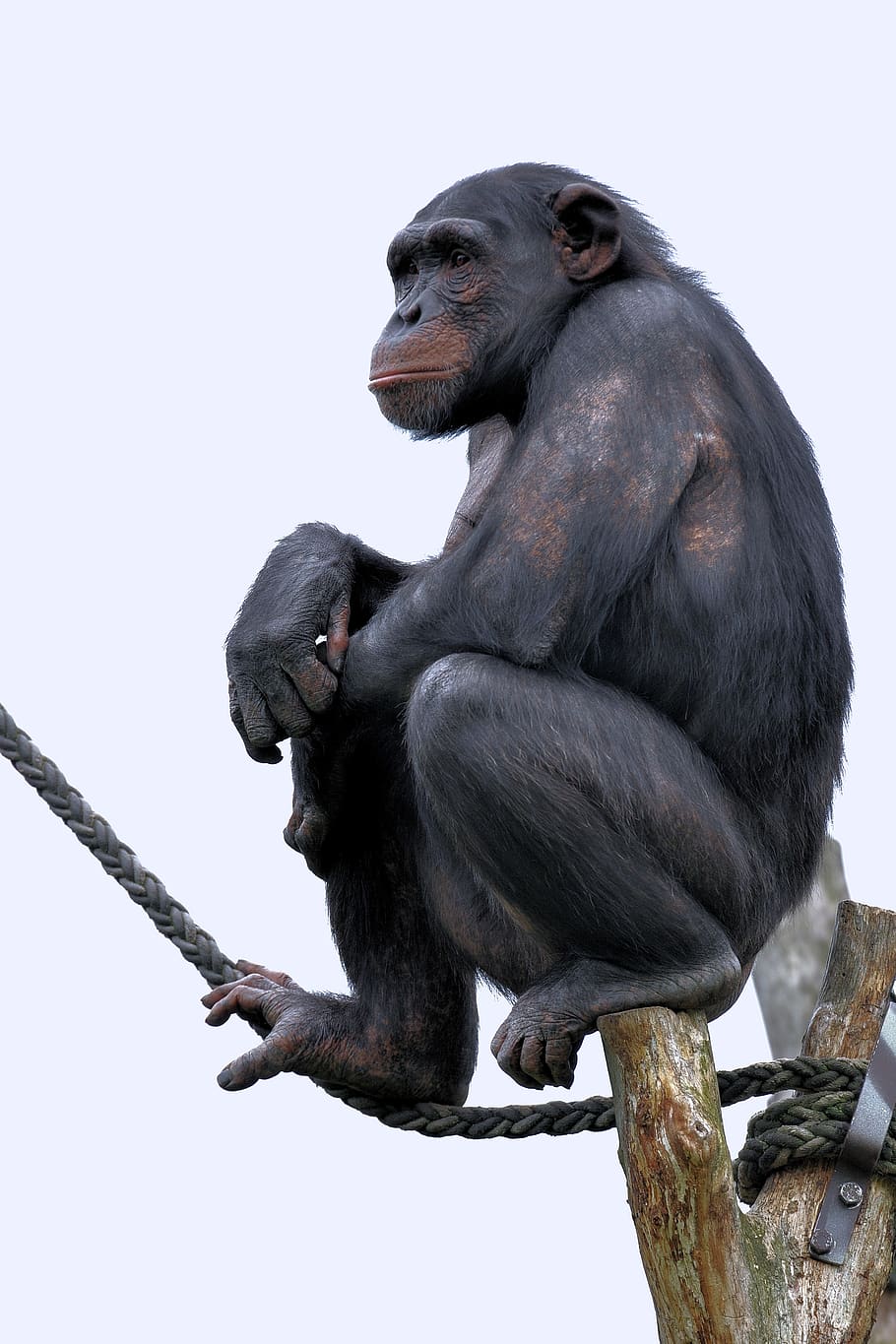 chimpancé, mono, primate, zoológico, observando, pensativo, fauna animal, animales salvajes, vertebrado, sentado