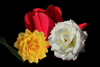 Fotos flores amarillas rosas libres de regalías | Pxfuel