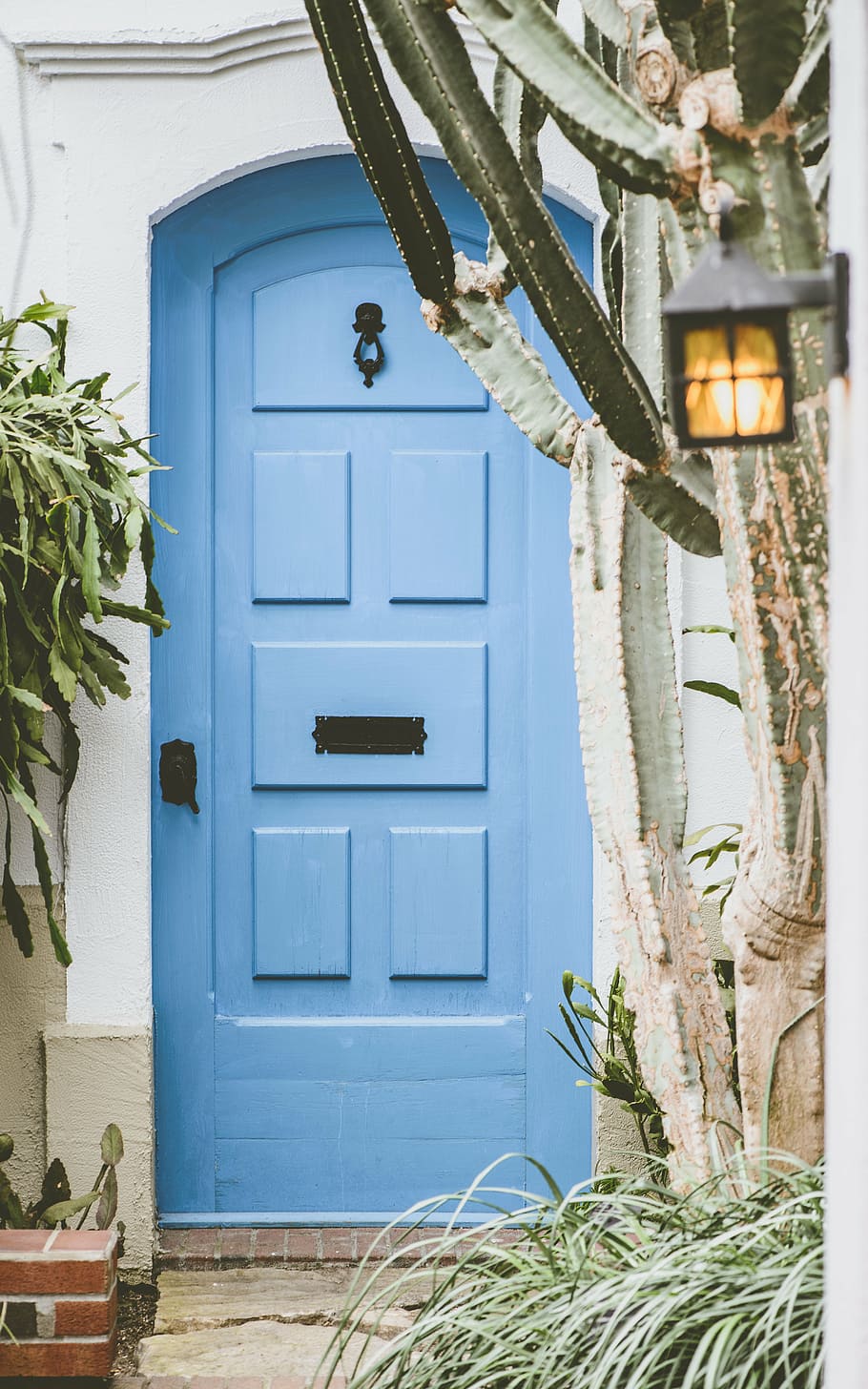 azul, de madeira, painel de porta, casa, fora, porta, cacto, verde, plantas, natureza