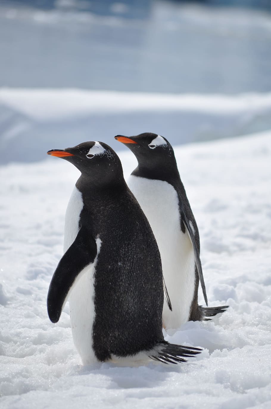two, penguins, ice, antarctica, bird, south, snow, gentoo, cold, sea
