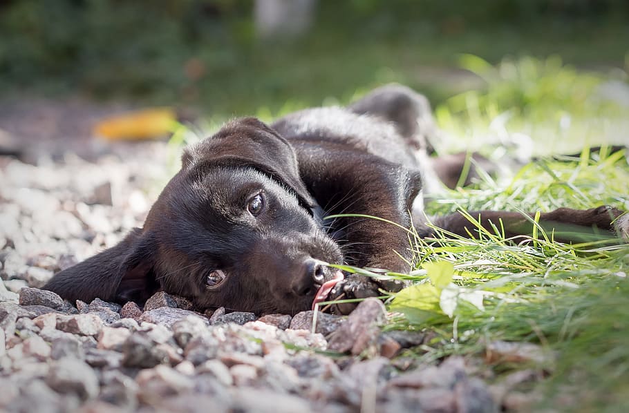 黒, ラブラドールレトリバーの子犬, 草, 犬, 子犬, ペット, かわいい, 動物, 雑種, 穏やかな