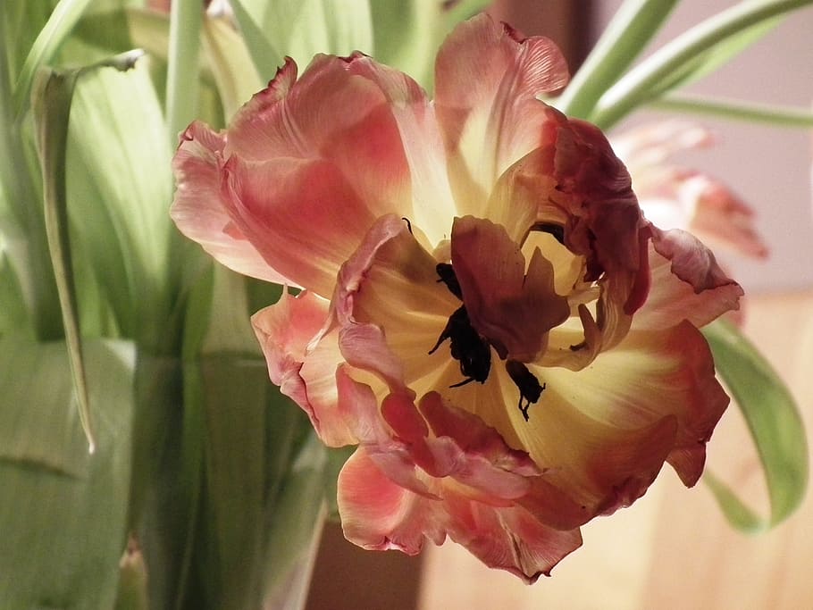 flor, florecer, tulipán, cerca, rojo, amarillo, descolorido, marchito, planta floreciendo, vulnerabilidad
