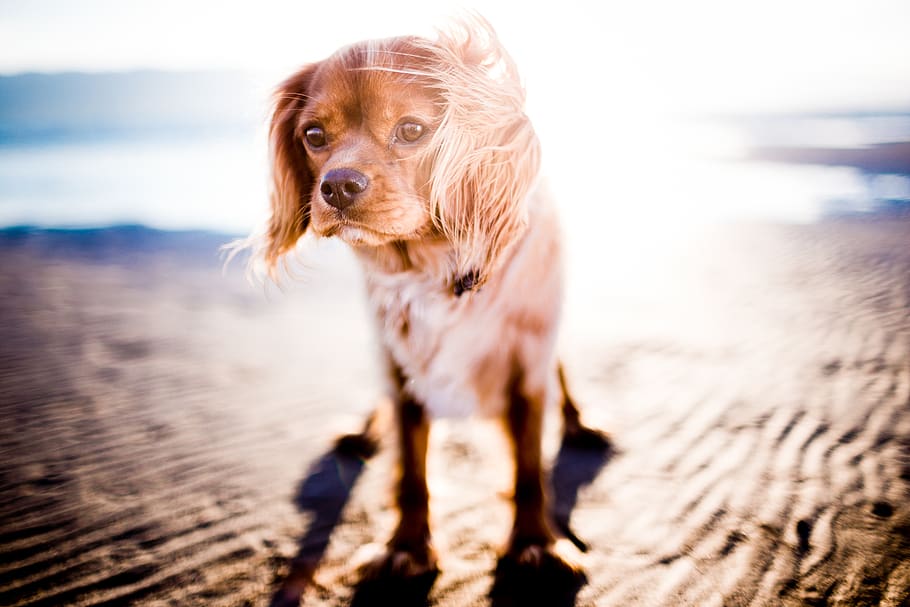 perro, animal, mascota, cachorro, playa, costa, soleado, verano, canino, un animal