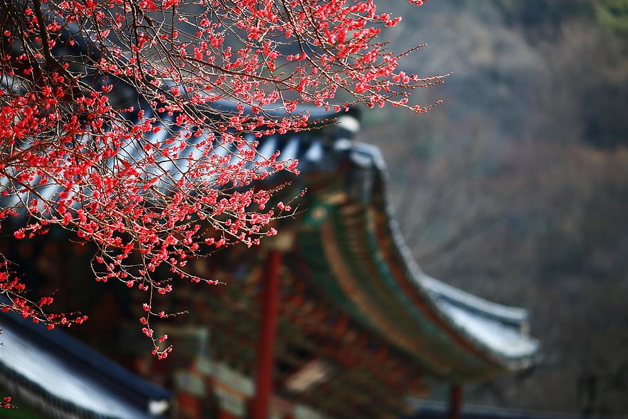 red plum, republic of korea, pink flower, spring flowers, blossom, crush, april, korea, plant, focus on foreground