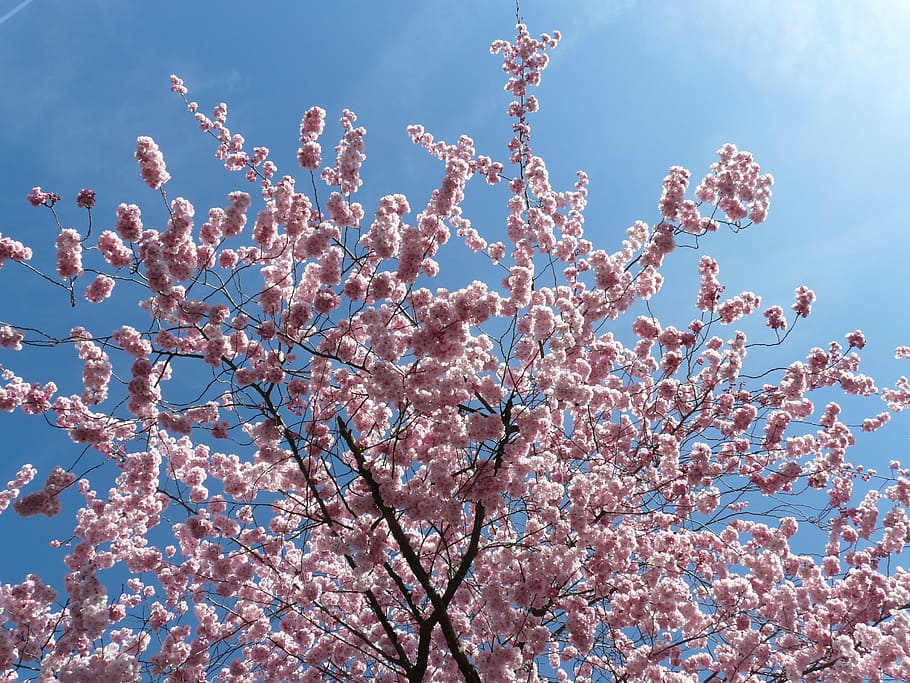 árbol de sakura, cereza ornamental, flores, rosa, cerezos japoneses, flor de cerezo, flor, árbol, rama, relleno