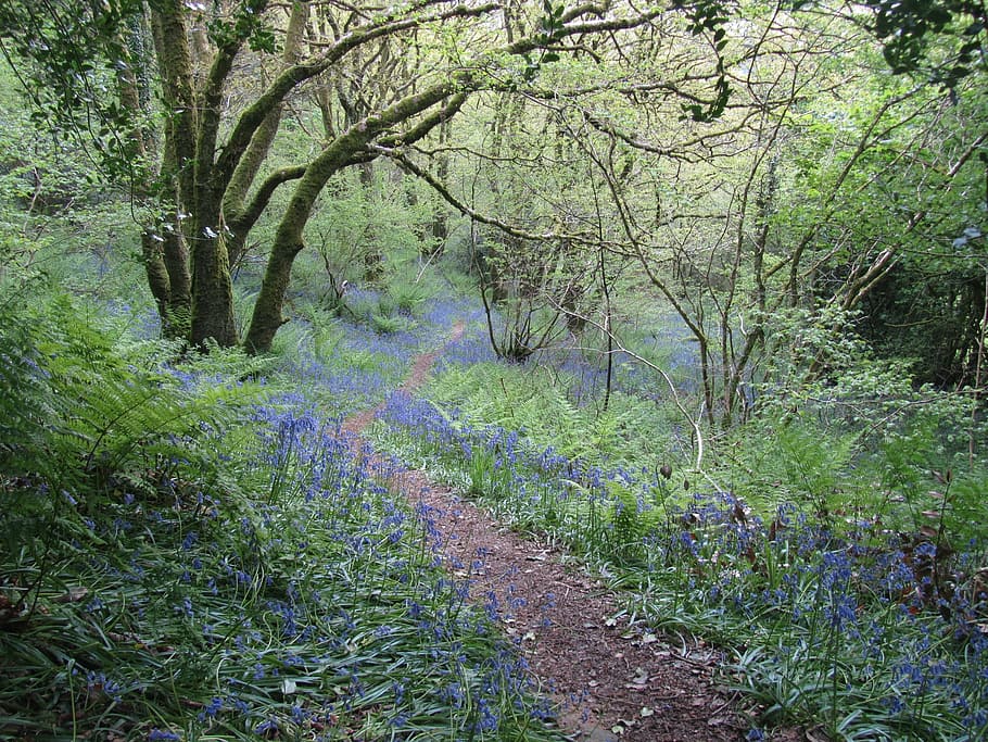 fotografia, azul, campo de flores, país de gales, andar, caminho, campainha, faixa, caminhada, paisagem