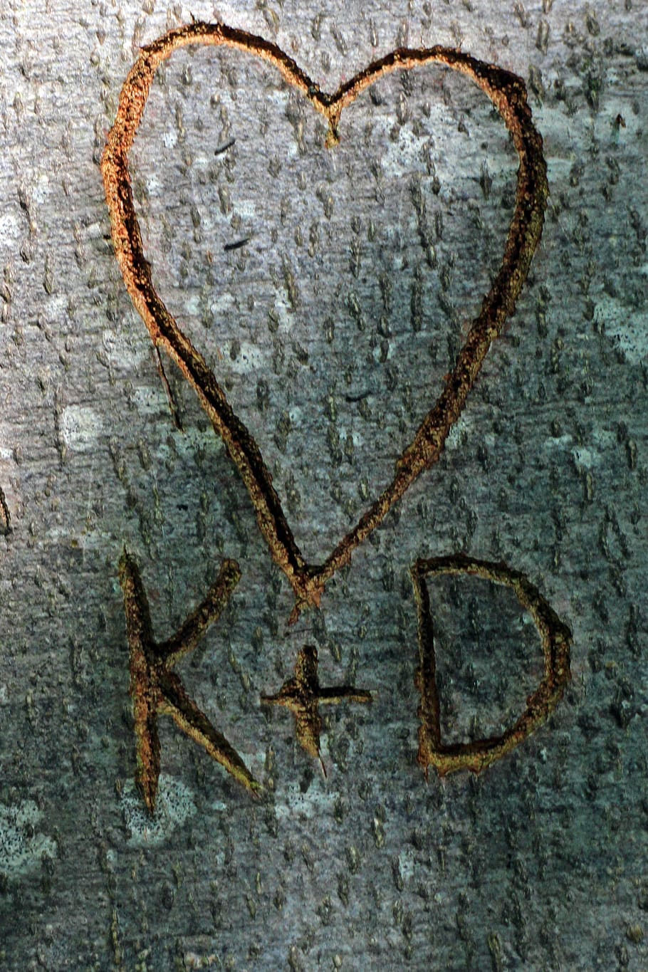 carving, heart, memory, symbol, love, carved, engraved, tree bark, romantic, friendship