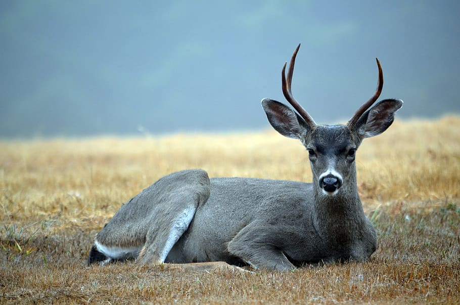 Deer, Buck, Pointer, Wildlife, two-pointer, mammal, male, nature, wild, whitetail