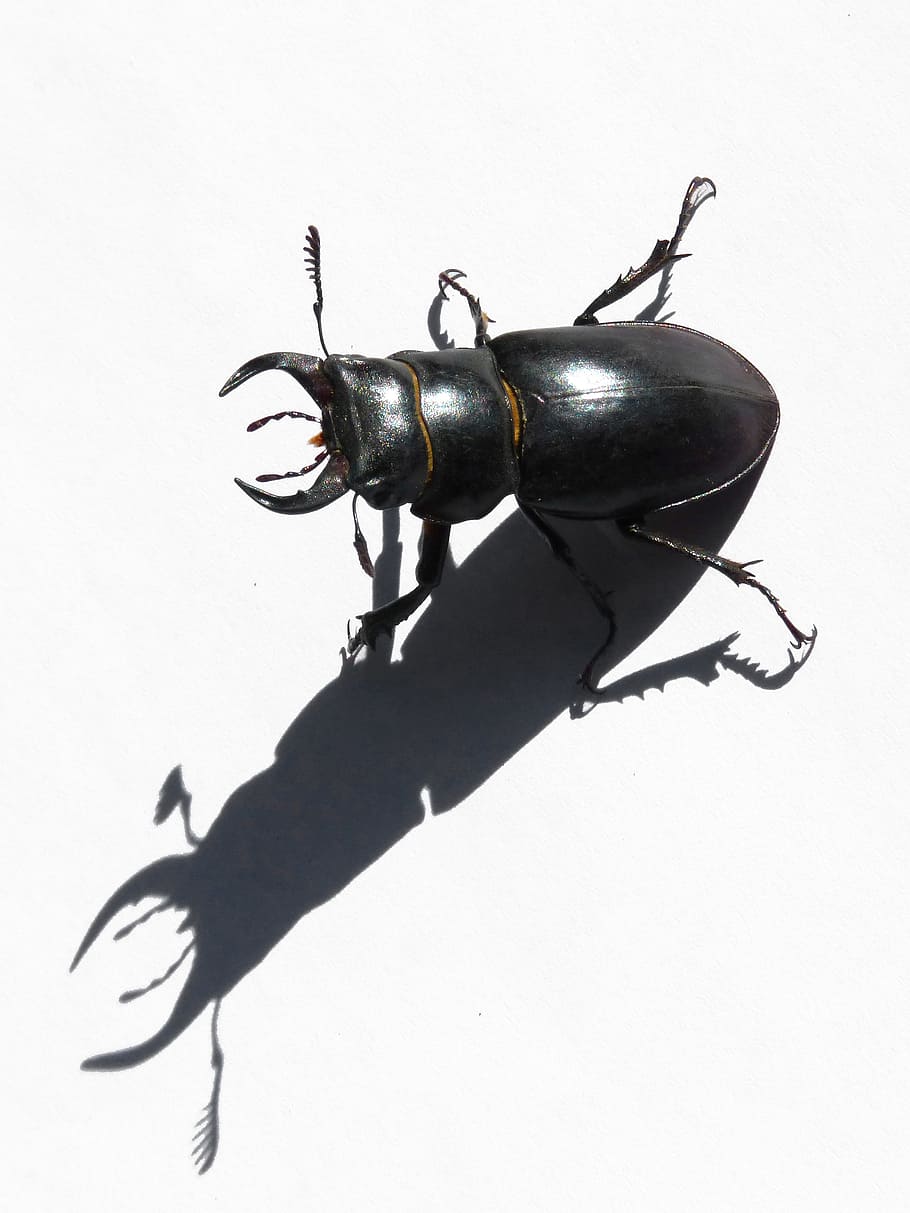 beetle, lucanus cervus, stag-beetle, escanyapolls, shadow, threat, coleoptera, white background, indoors, studio shot