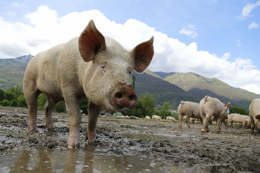 herd, pigs, hill, daytime, pig, sow, livestock, happy pig, farm, agriculture