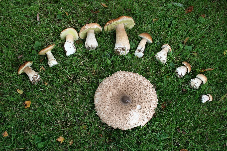 mushrooms, green, eat, mushroom, nature, mushroom harvest, mushroom picking, edible, food, autumn