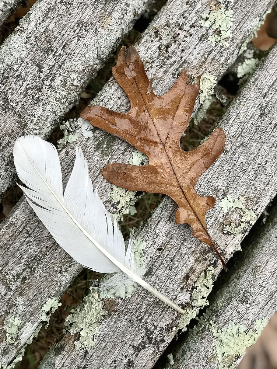 feather, oak leaf, nature, autumn, white, fall, oak, leaf, wood - material, close-up