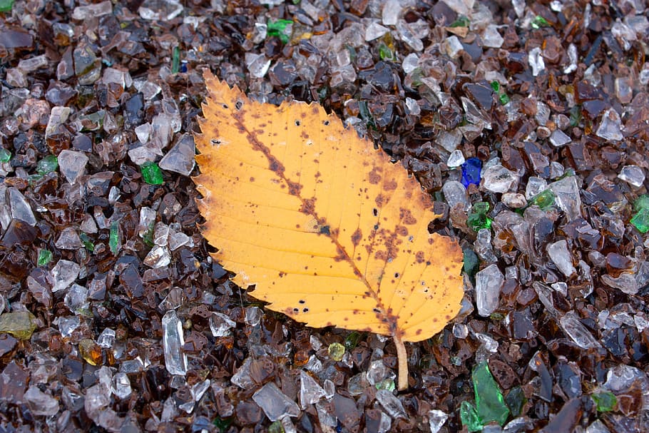 leaf, orange, multi-color, autumn, path, chicago, colored, fall, nature, vibrant